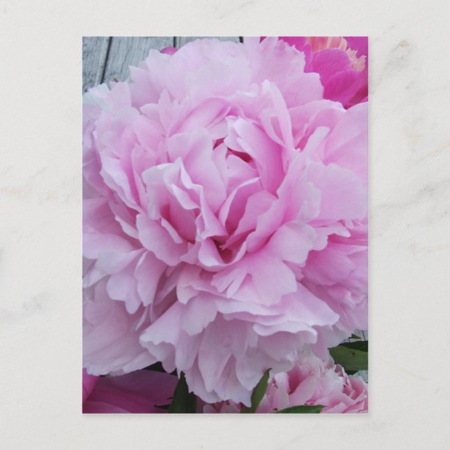 Rosa Peonies/Peony Postcard Vykort (Framsida)
