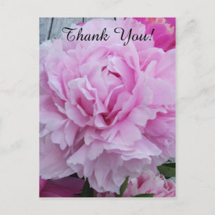 Rosa Peonies Peony Tack vykort