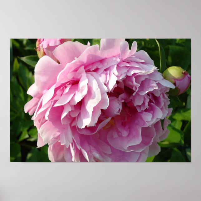 Rosa Peonies Poster (Framsidan)