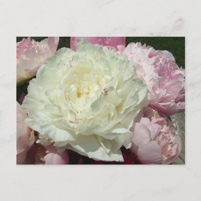 Rosa Peonies/Rosa Peony Postcard Vykort (Framsida)