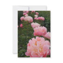 Rosa Peonies vackra rad