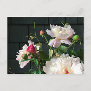 Rosa Peonies vykort
