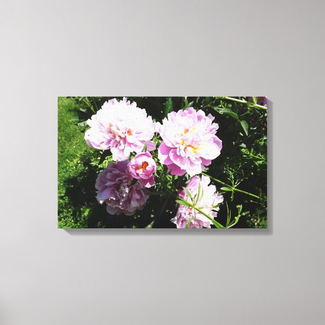Rosa Peonior Fotografi Väggkonst Canvastryck (Framsida)