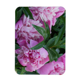 Rosa peonior magnet