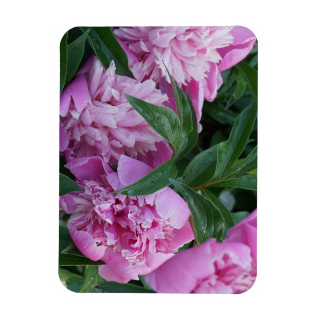 Rosa peonior  magnet (Vertikal)