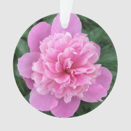 Rosa Peony