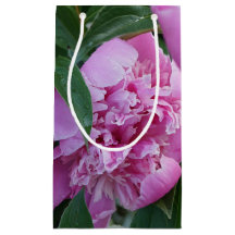 Rosa Peony