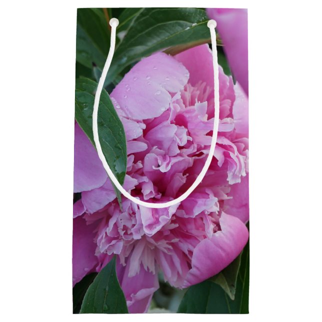 Rosa Peony (Framsidan)