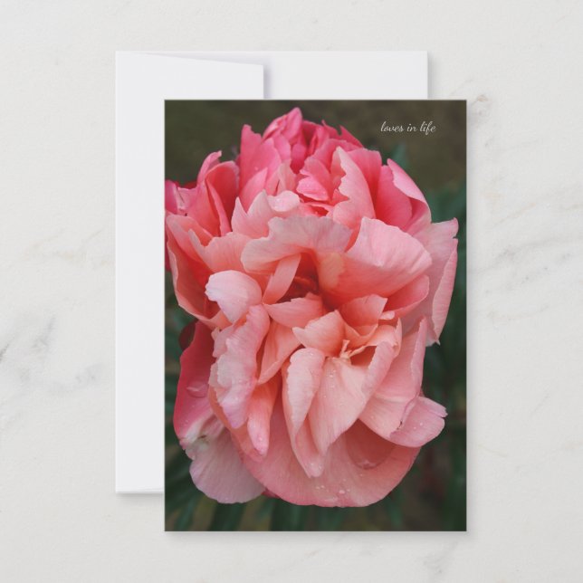 Rosa Peony Anteckningskort (Framsida)