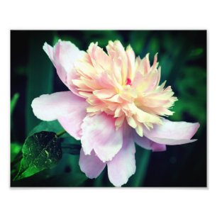 Rosa Peony blomma in Bloom Close 8 x10 Fototryck