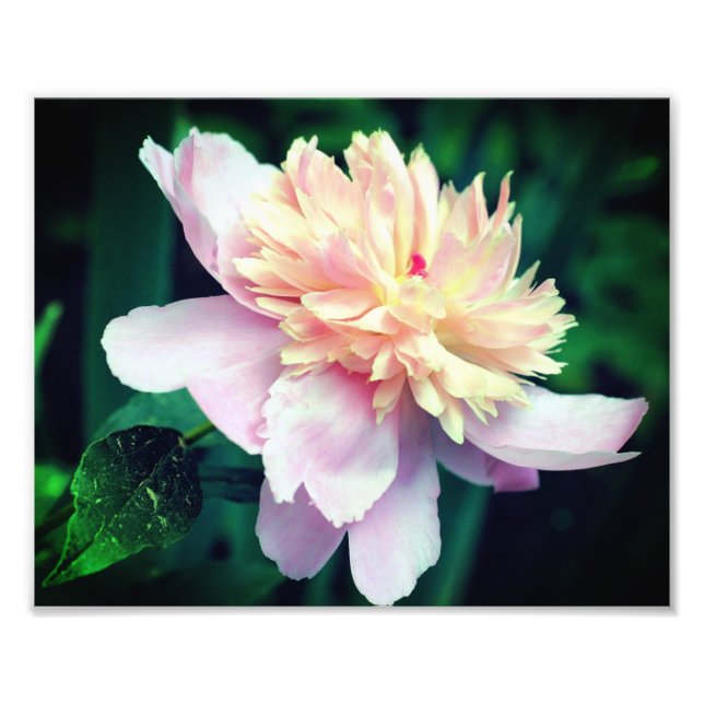 Rosa Peony blomma in Bloom Close 8 x10 Fototryck (Framsidan)