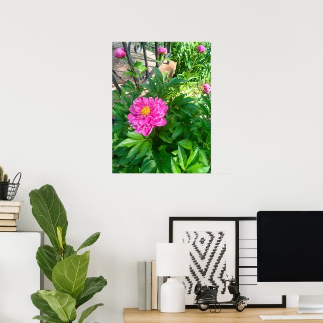 Rosa Peony Blomma vid Svart Järnstaket Fotoaffisch Poster (Hemmakontoret)