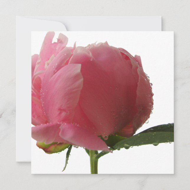 Rosa Peony Blommar (Framsida)