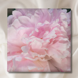 Rosa Peony Blommar Magnet