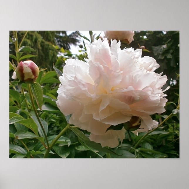 Rosa Peony Blommar. Poster (Framsidan)