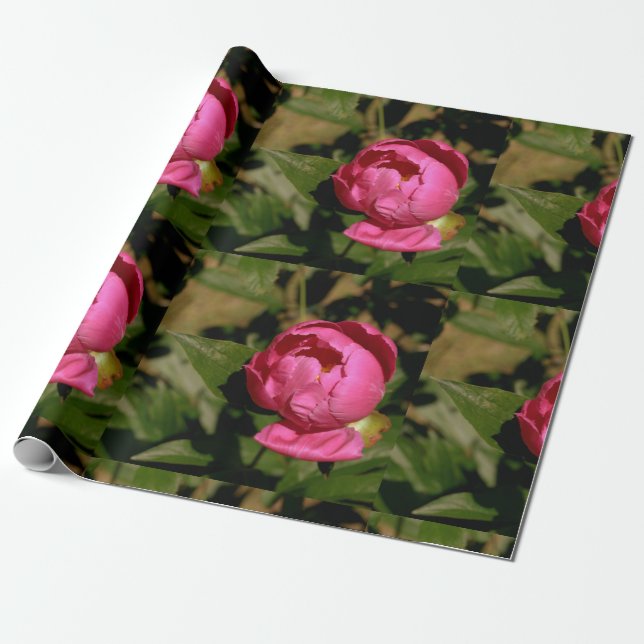 Rosa Peony Blommigt Wrapping Papper Presentpapper (Utrullad)