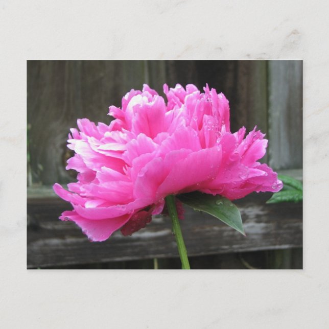 Rosa Peony Bloom Vykort (Framsida)