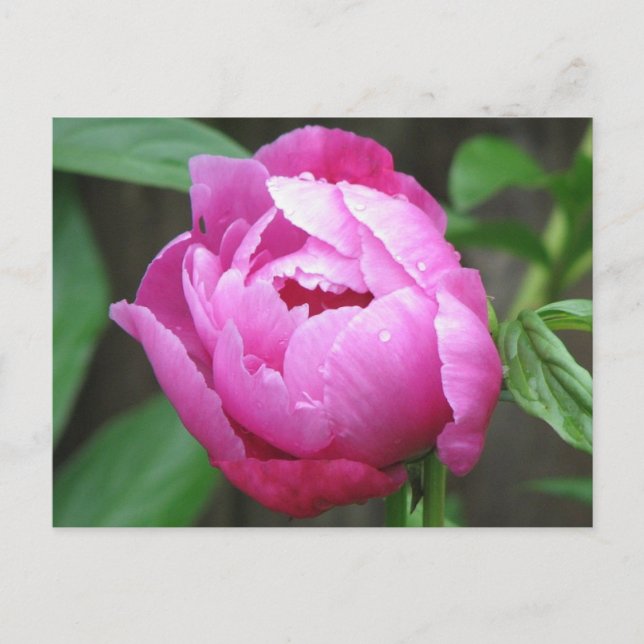 Rosa Peony Bloom Vykort (Framsida)