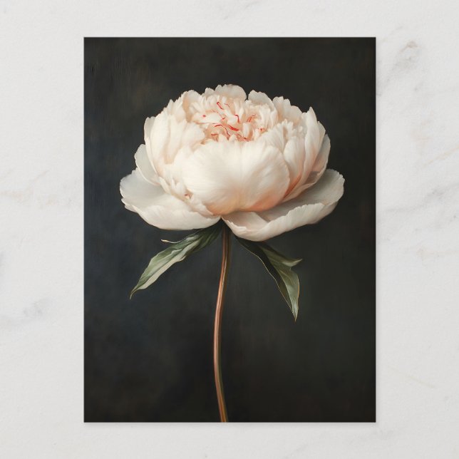 Rosa Peony Botanical Painting Vykort (Framsida)