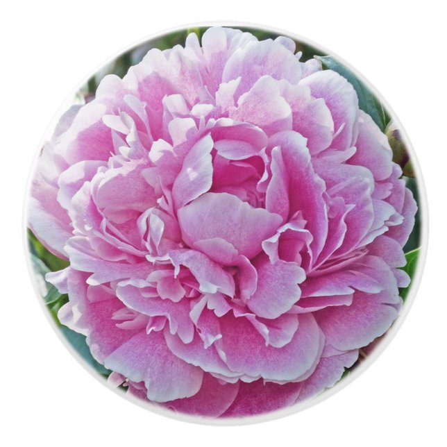 "Rosa Peony-brott" Knopp (Framsidan)