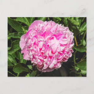 Rosa Peony. Bute Park, Cardiff, Wales Vykort