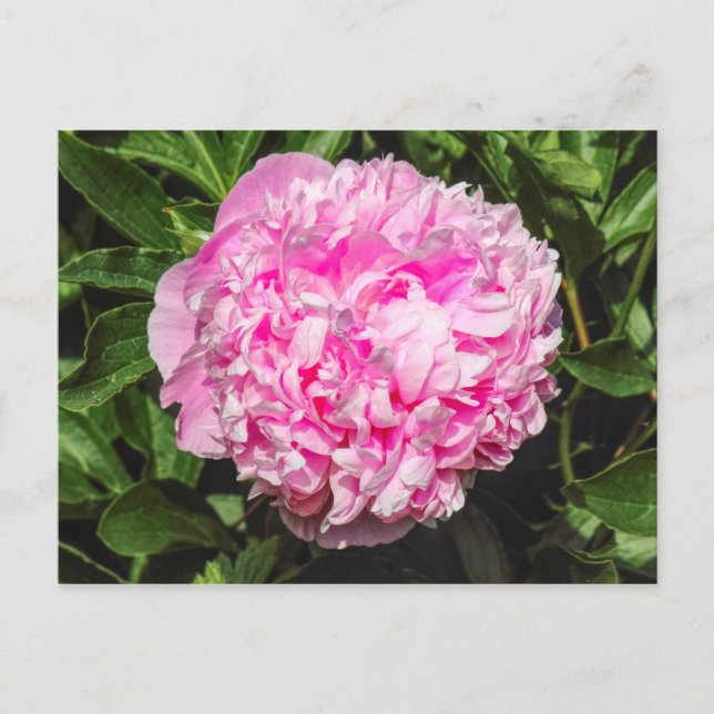 Rosa Peony. Bute Park, Cardiff, Wales Vykort (Framsida)