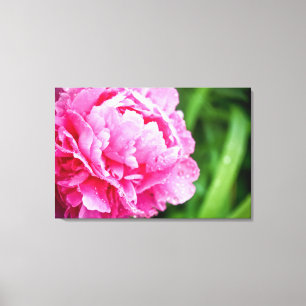 rosa peony canvastryck