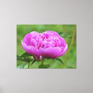 Rosa Peony Canvastryck