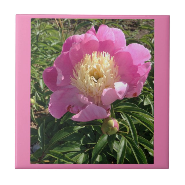 Rosa Peony Ceramic Tile Kakelplatta (Framsidan)