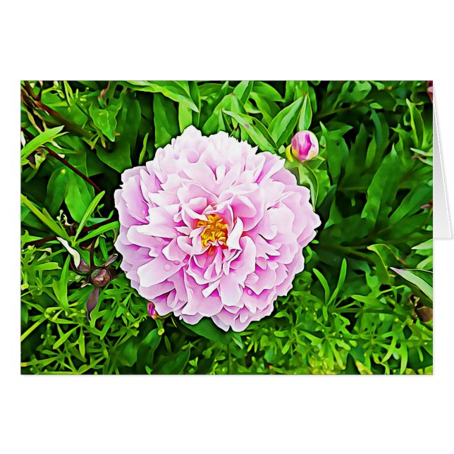 Rosa Peony Flower Blank Card Hälsningskort (Framsidan Horizontal)