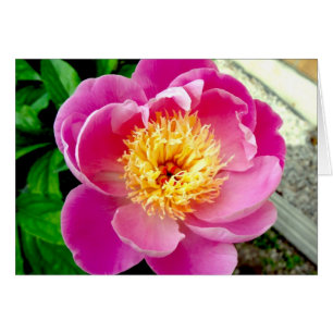 Rosa Peony Flower Blank Card Hälsningskort