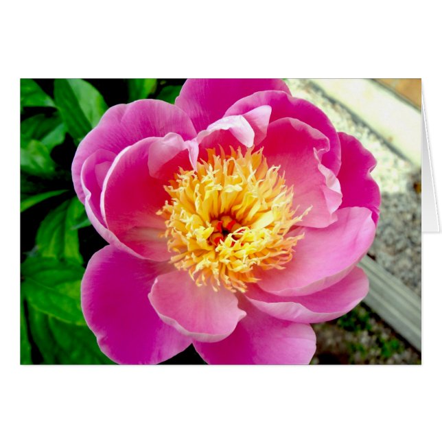 Rosa Peony Flower Blank Card Hälsningskort (Framsidan Horizontal)