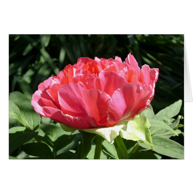 Rosa Peony Flower Hälsningskort (Framsidan Horizontal)