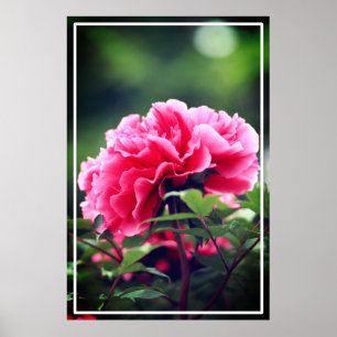 Rosa Peony Flower i Garden-33333 Poster