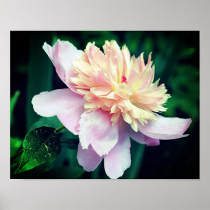 Rosa Peony Flower in Bloom Close Up Poster