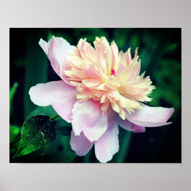 Rosa Peony Flower in Bloom Close Up Poster (Framsidan)