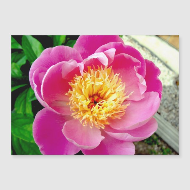Rosa Peony Flower Magnetic Card (Framsida)