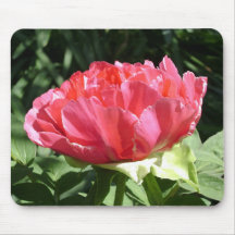 Rosa Peony Flower