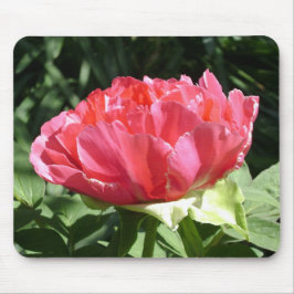 Rosa Peony Flower Musmatta