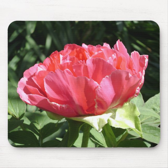 Rosa Peony Flower Musmatta (Framsidan)