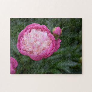 Rosa Peony Flower Nature Photography Garden Pussel
