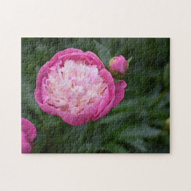 Rosa Peony Flower Nature Photography Garden Pussel (Horisontell)