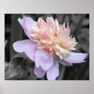 Rosa Peony Flower Partial Färg Poster