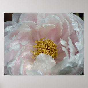 Rosa Peony Flower Petals Center Close Poster