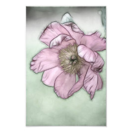 Rosa Peony Flower Sketch Fototryck