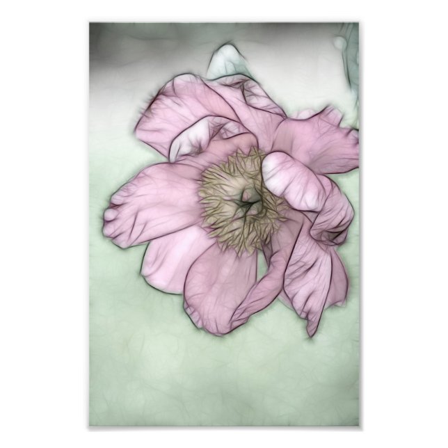 Rosa Peony Flower Sketch Fototryck (Framsidan)