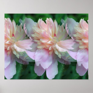 Rosa Peony Flowers Multiplied Poster