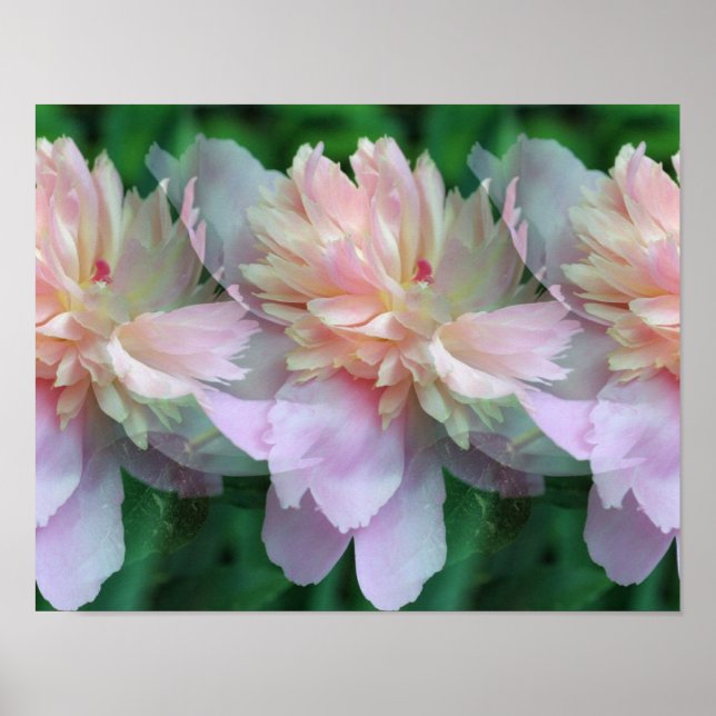 Rosa Peony Flowers Multiplied Poster (Framsidan)