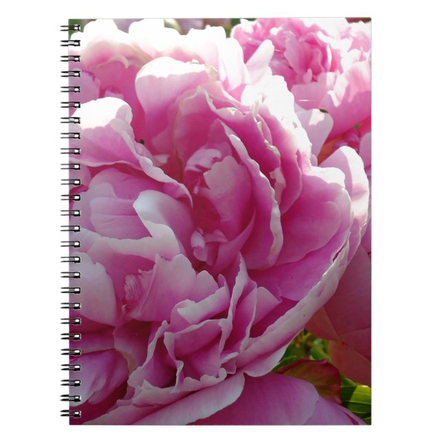 Rosa Peony-fotostuga lantgårdsträdgård blommigt tr Anteckningsbok Med Spiral (Framsidan)