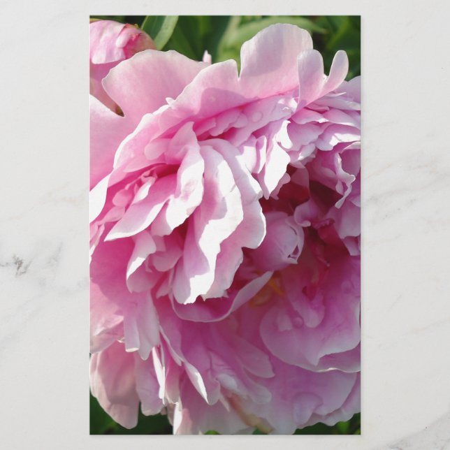Rosa Peony-fotostuga lantgårdsträdgård blommigt tr Brevpapper (Framsida)